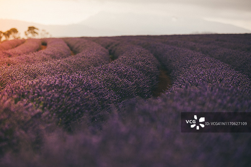 薰衣草田图片素材