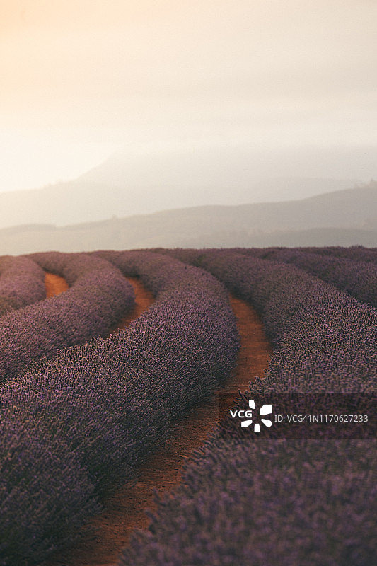 薰衣草田图片素材