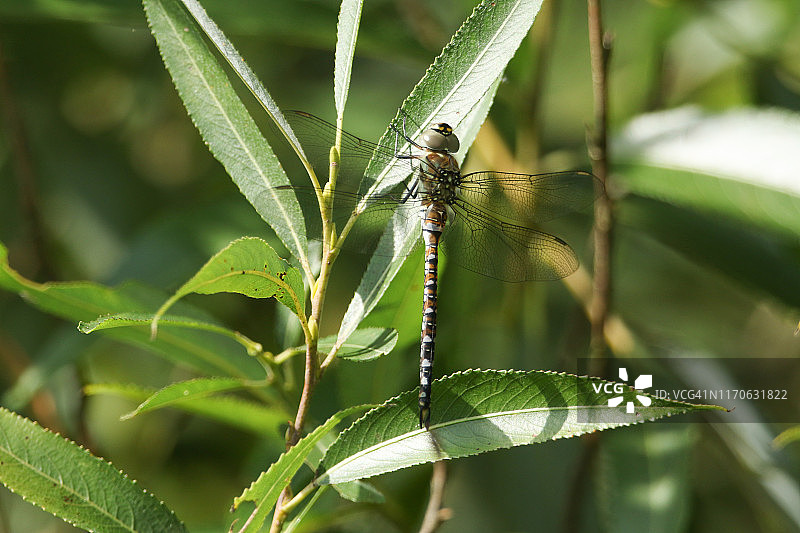 栖息在湖边柳叶上的一只漂亮的游隼蜻蜓图片素材