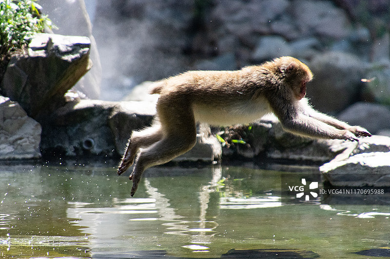 日本长野县的野生猴子图片素材