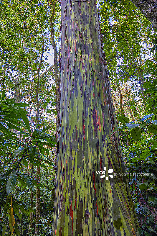 彩虹桉树，色彩鲜艳的树皮，位于美国夏威夷州茂宜岛哈纳图片素材