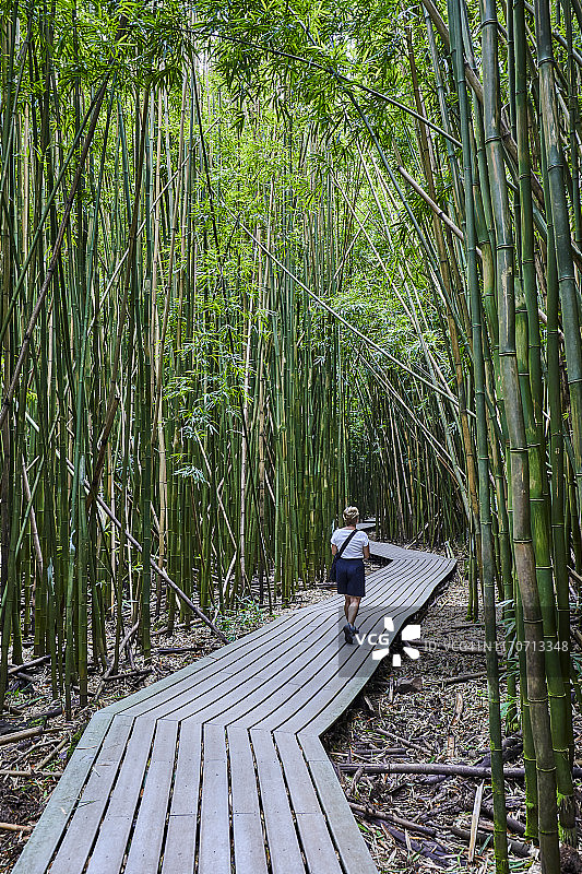 竹林，美国夏威夷茂宜岛哈纳森林保护区图片素材
