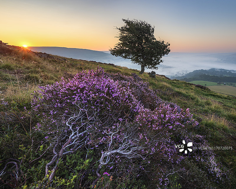 峰区温希尔和班福特黎明时的紫色风景，英国图片素材