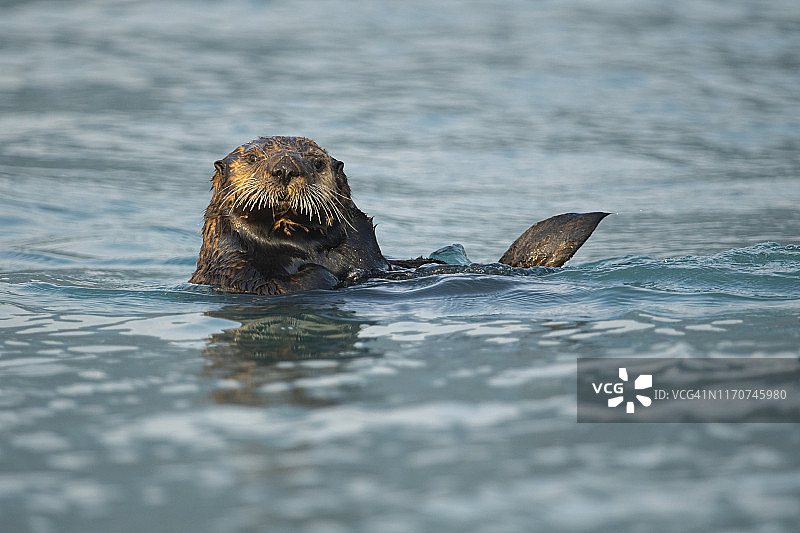 阿拉斯加凯奈峡湾国家公园的北太平洋海獭图片素材
