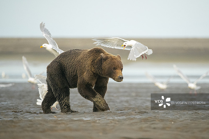 阿拉斯加，一只年轻的棕色沿海熊被灰翅海鸥包围图片素材