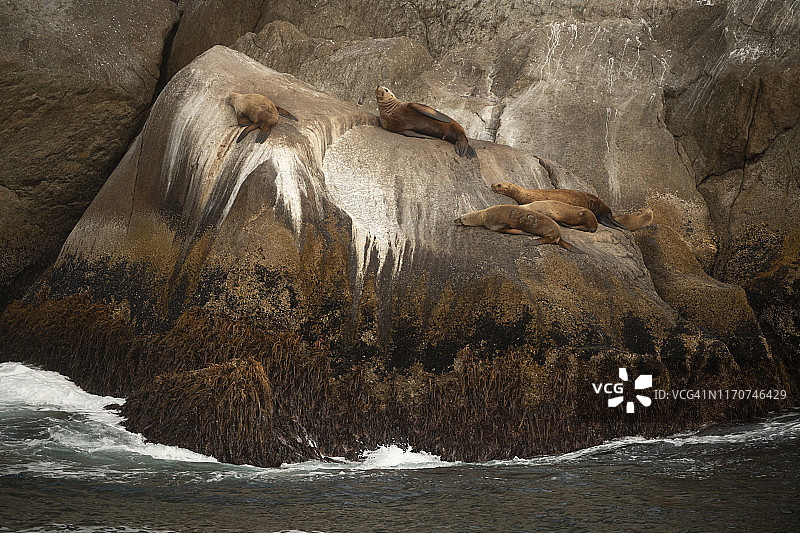 一群海狮栖息在阿拉斯加海洋国家野生动物保护区的岩石上图片素材