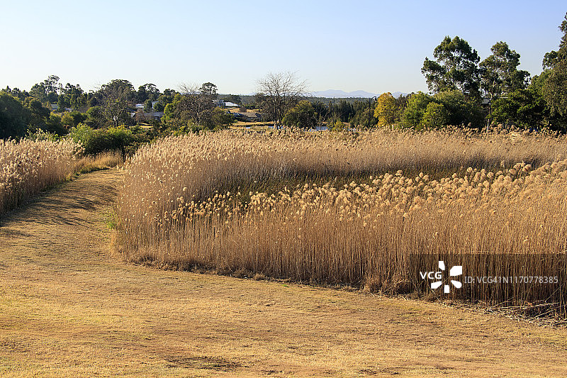 风中摇曳的高草图片素材