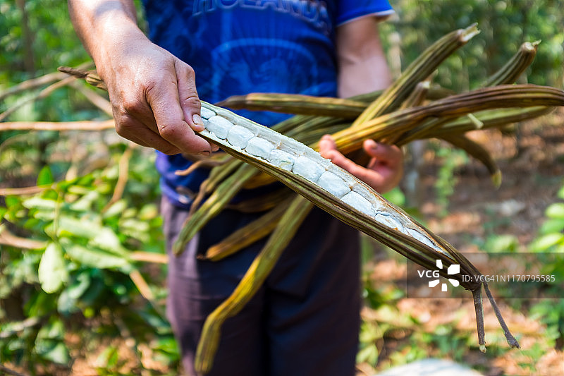 木制露台上的冰淇淋豆（帕凯果）图片素材
