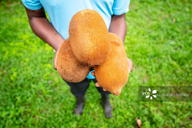 亚马逊超级水果古布阿苏果，具有非凡的营养和美容特性图片素材