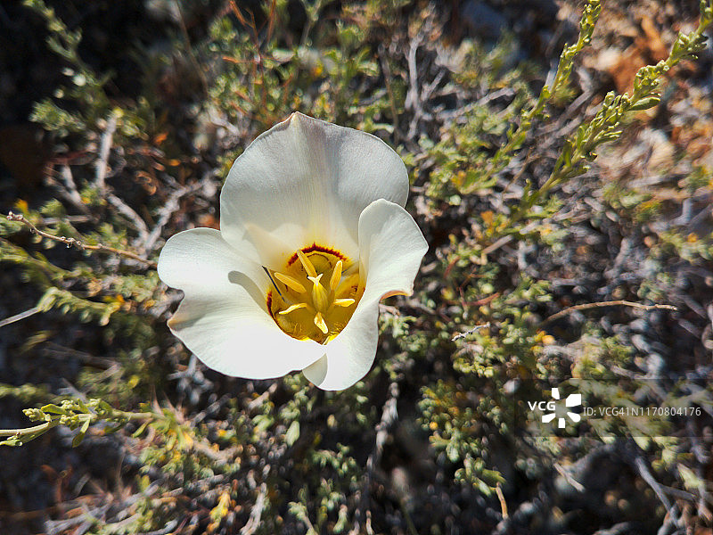 犹他州州花赛戈百合特写图片素材