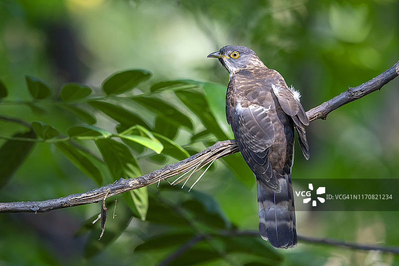 泰国中部发现的大鹰鹃图片素材
