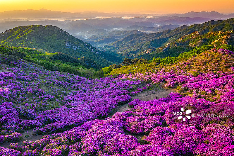 韩国陕川郡皇梅山皇家杜鹃花图片素材