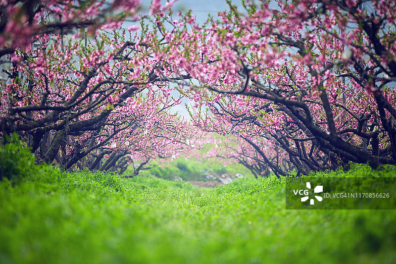 韩国和顺的桃花图片素材