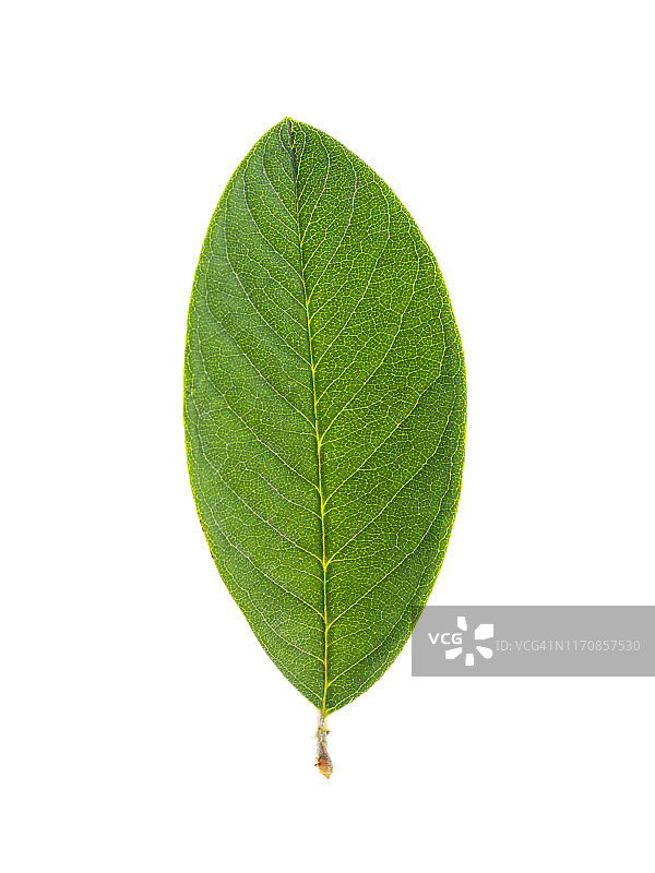 白色背景上的叶子特写图片素材