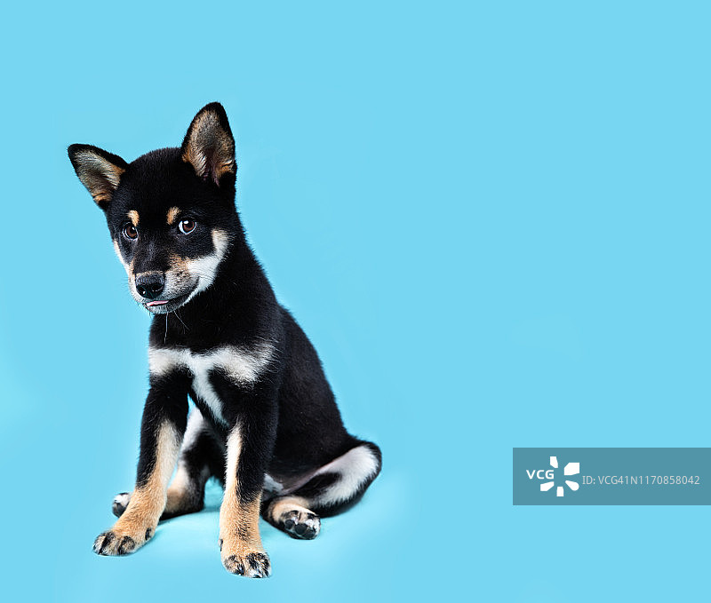 柴犬影棚拍摄图片素材