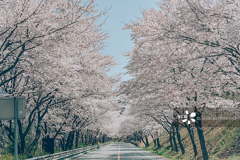 韩国河东的樱花树小路图片素材
