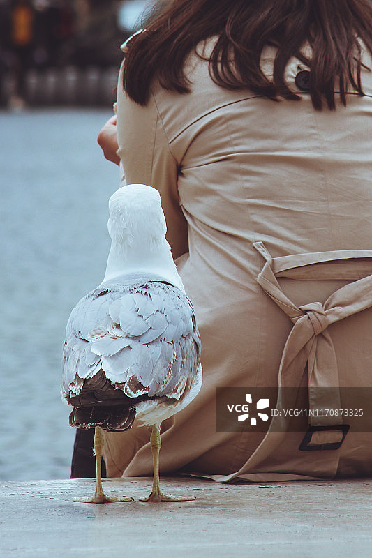 海鸥站在坐在街上的女人身后图片素材