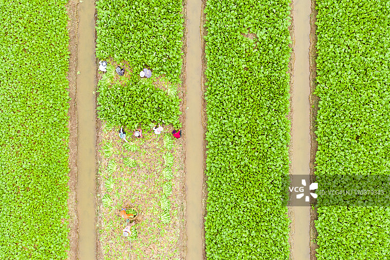 中式芥菜图片素材