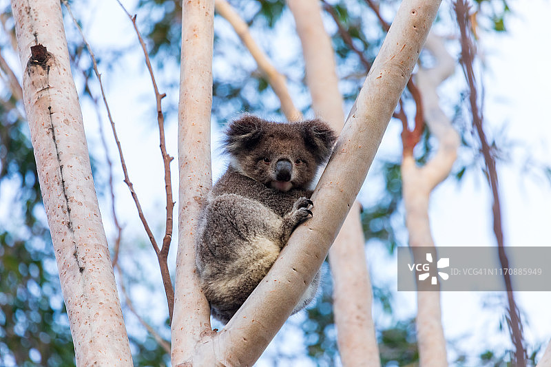 澳大利亚树上的野生考拉图片素材
