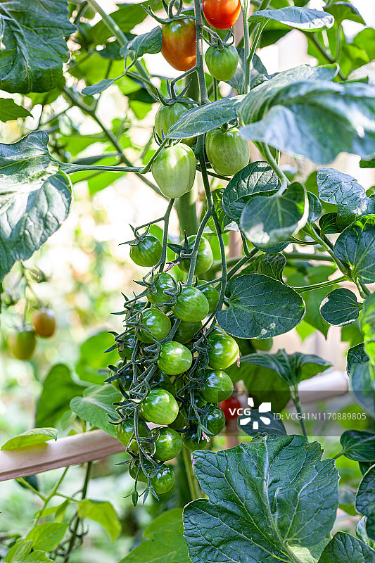 温室有机番茄枝条图片素材