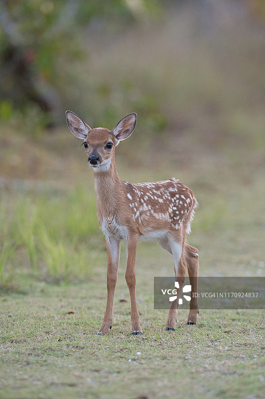 小鹿幼崽钥匙挂件图片素材