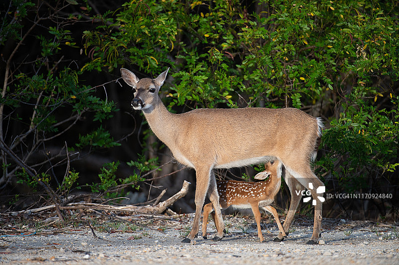 小鹿吮乳图片素材