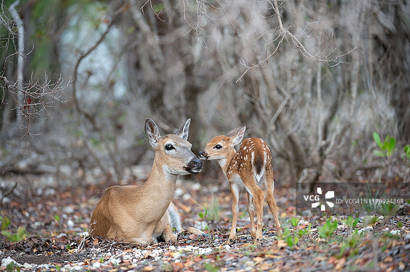 小鹿的温馨时刻图片素材