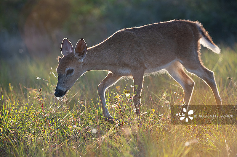 逆光下的基鹿图片素材