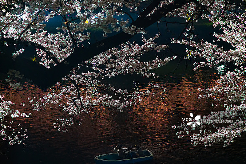 樱花夜景下的船图片素材