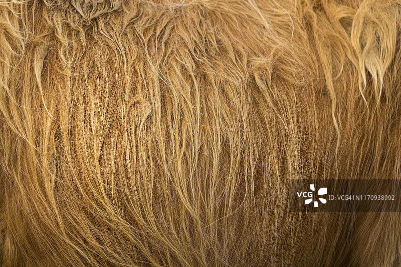 苏格兰高地牛毛皮纹理棕色背景图片素材