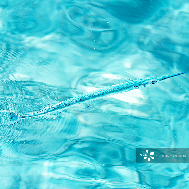 颌针鱼图片素材