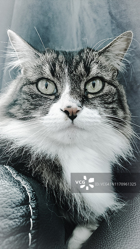 艾伦 - 猫 17图片素材