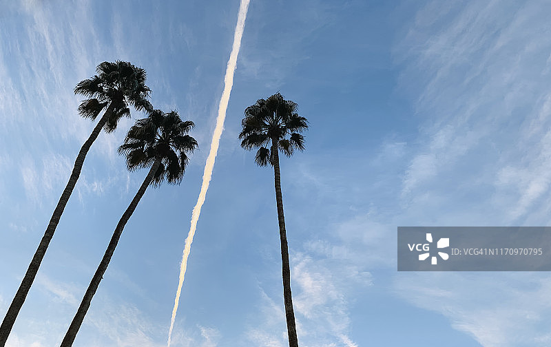 三棵棕榈树和飞机尾迹图片素材