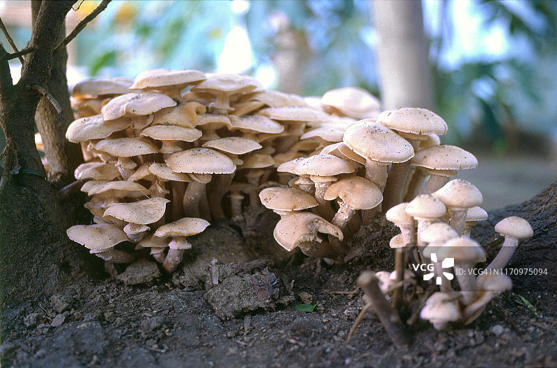 森林中的蘑菇图片素材