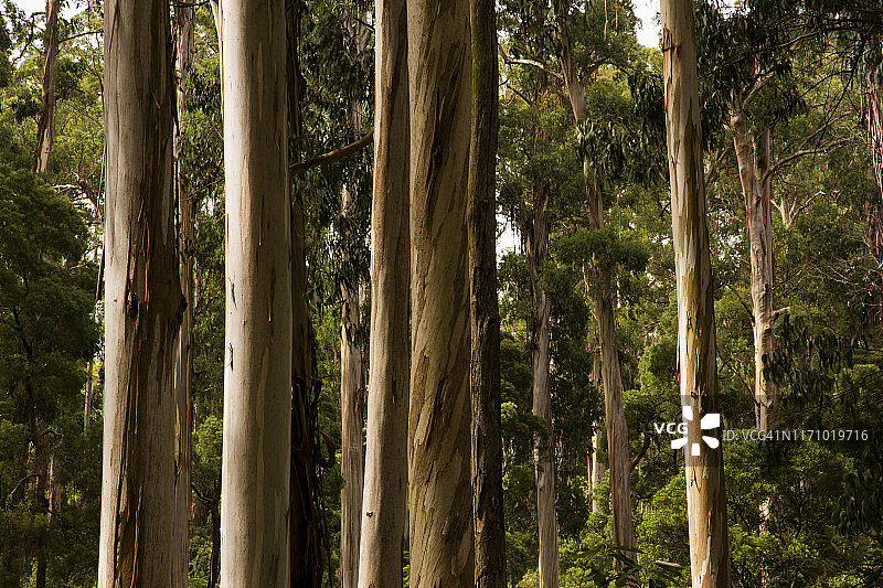 澳洲维多利亚丹德农山脉桉树林图片素材
