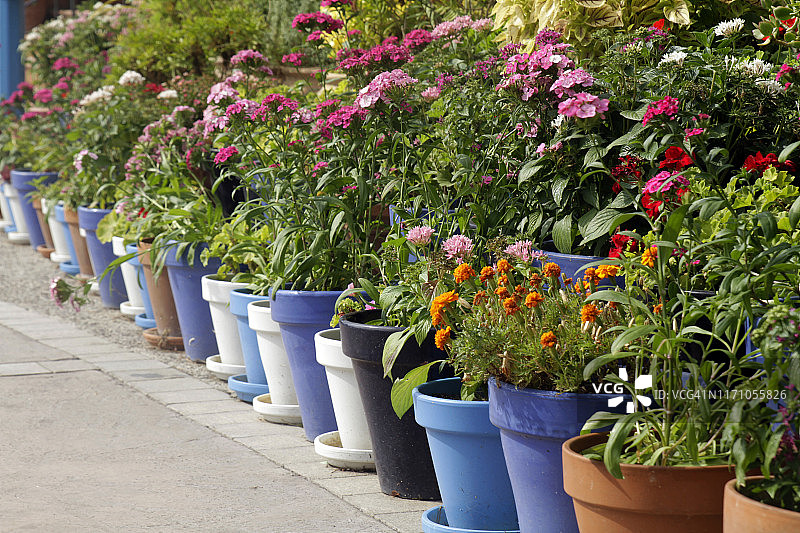 盆栽花卉图片素材