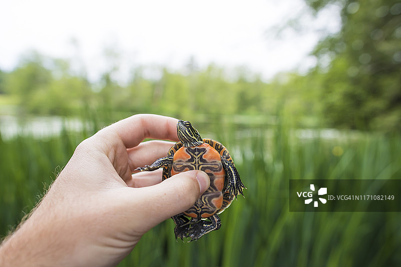 生物学家放生前手持西部彩龟图片素材