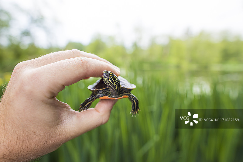 生物学家拿着一只西部彩龟图片素材