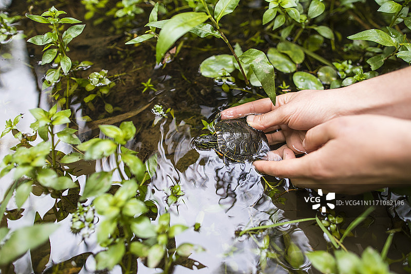 生物学家在湖边放生西部彩龟图片素材