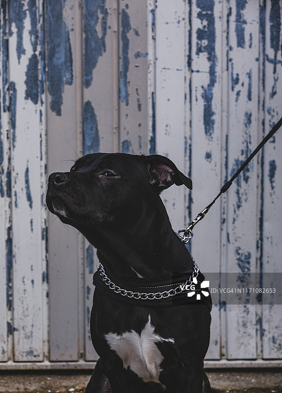 美国斯塔福梗幼犬图片素材