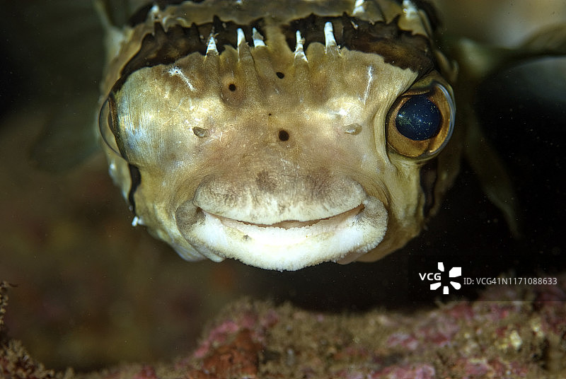 河豚眨眼图片素材