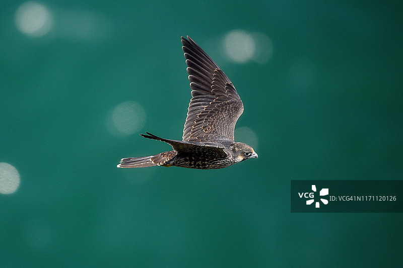 翠绿的海洋与飞翔的猎鹰图片素材