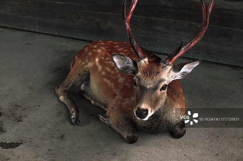 日本奈良的雄鹿图片素材