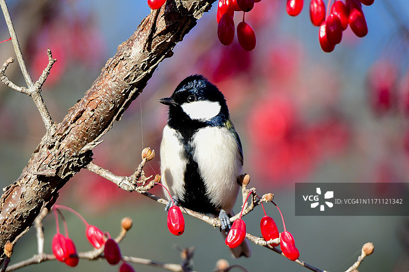 享受阳光明媚的天气的大山雀图片素材