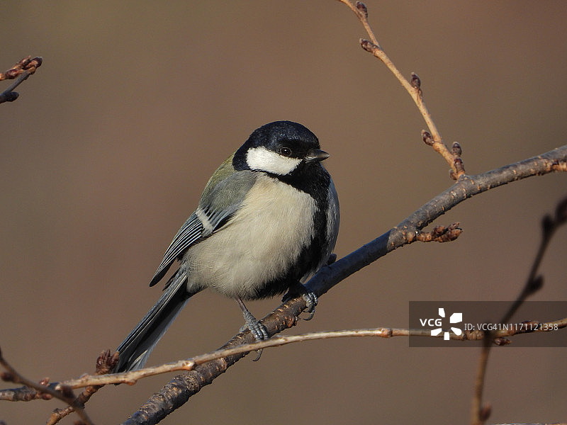 冬季的戴菊鸟图片素材