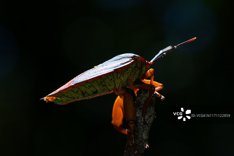 微距摄影下的椿象图片素材