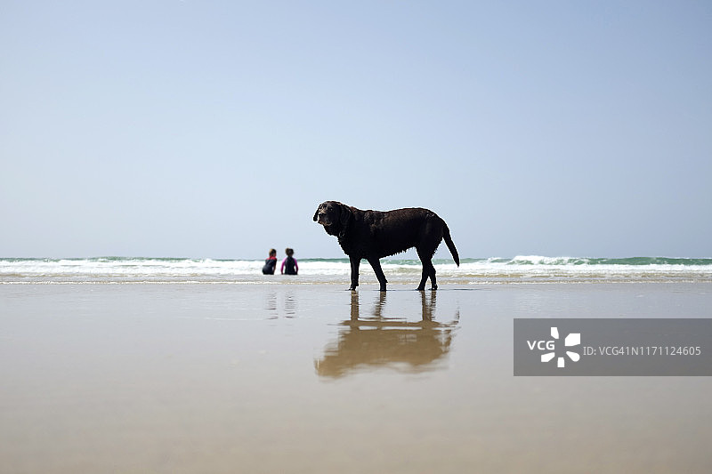 在海滩上的狗图片素材