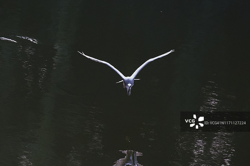 小白鹭(白鹭)图片素材