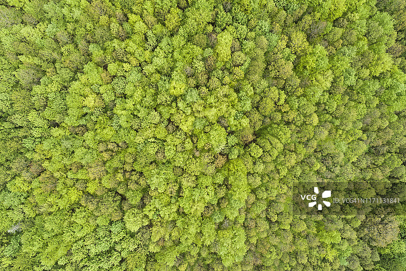 德国巴伐利亚弗兰肯尼亚施佩萨特森林早春鸟瞰：生机勃勃的树叶图片素材