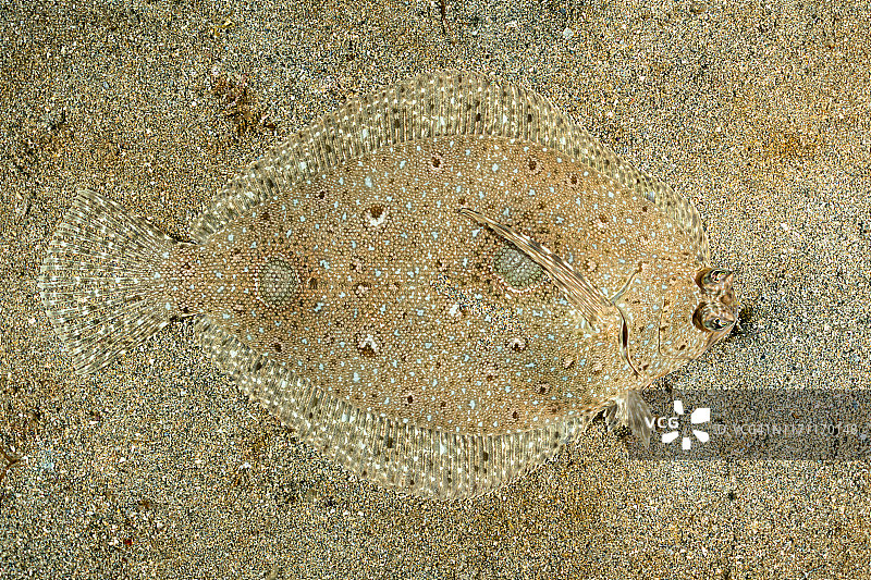 扇尾鳎鱼图片素材